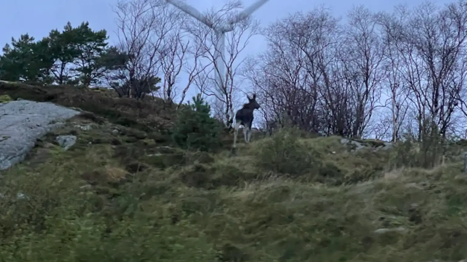 Lista Elg I Vindpark